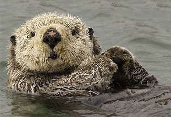 Cute Otter on Water