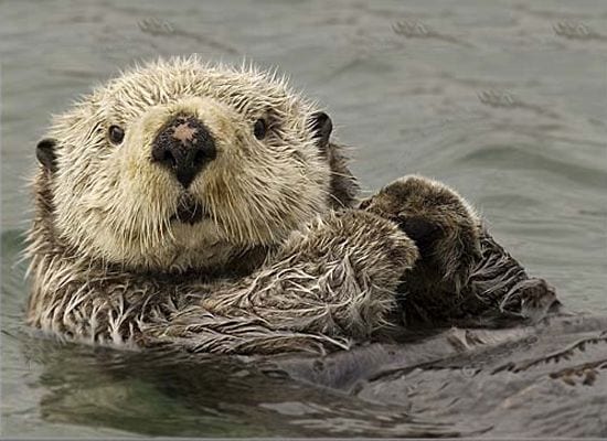 Cute Otter on Water