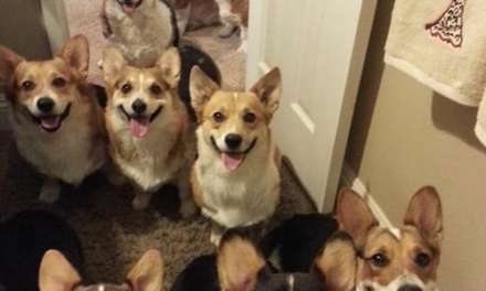 Home of Corgi