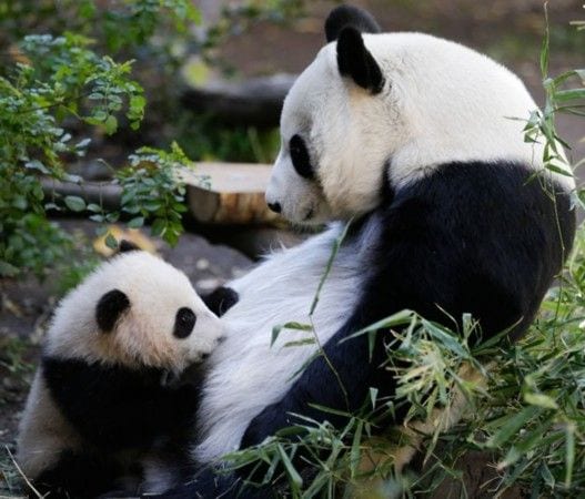 Panda baby and mommy