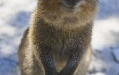 The Cute Quokka