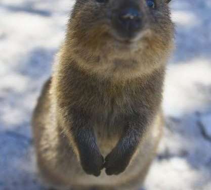 The Cute Quokka