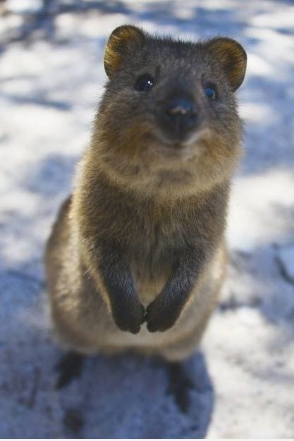 The Cute Quokka