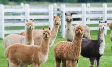 Alpaca Obsession