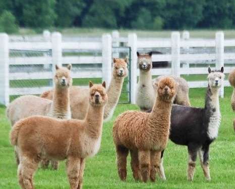 Alpaca Obsession