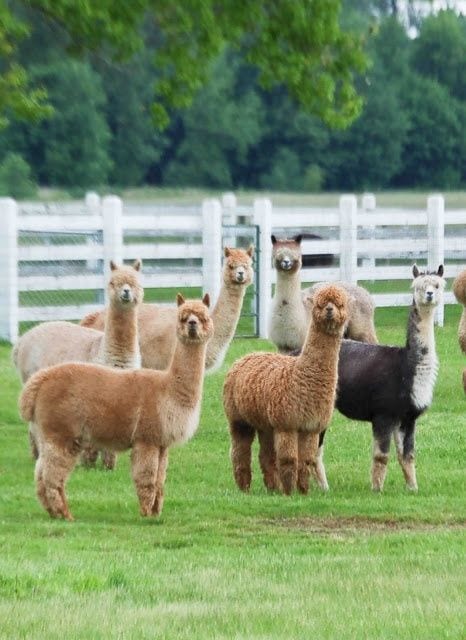 Alpaca Obsession