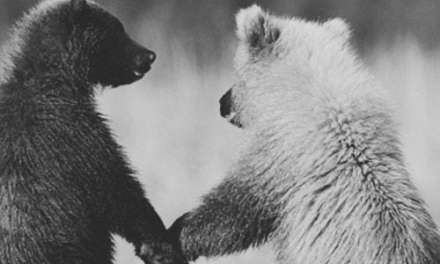 Bear Love