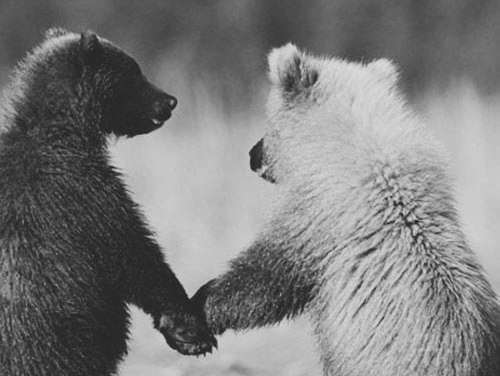 Bear Love