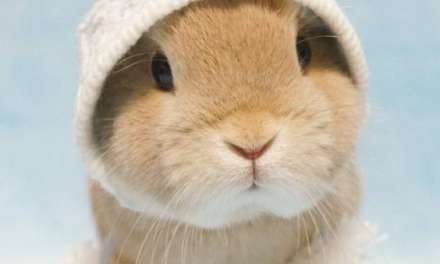 Bunny wearing a hat