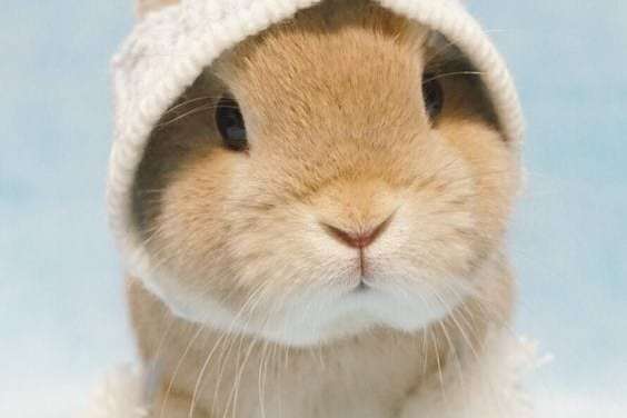 Bunny wearing a hat