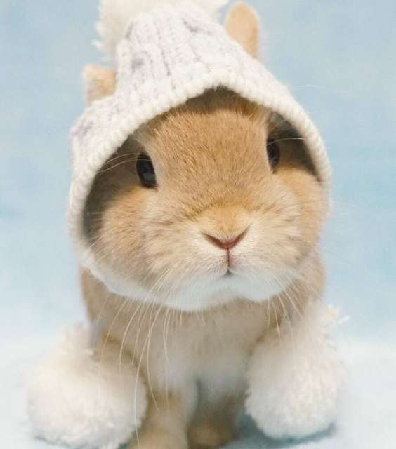 Bunny wearing a hat