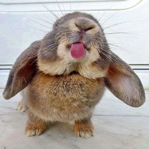 Bunny Bunny :P