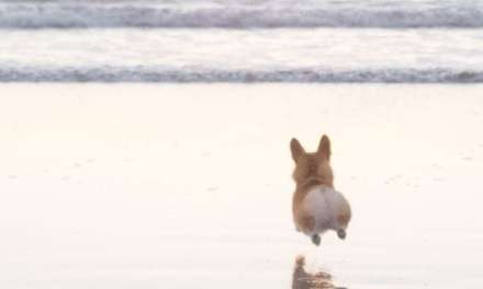 As Happy as a Corgi