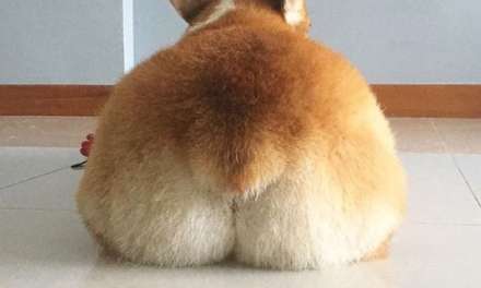 Fuzz Corgi Butt