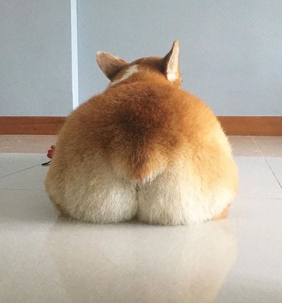 Fuzz Corgi Butt