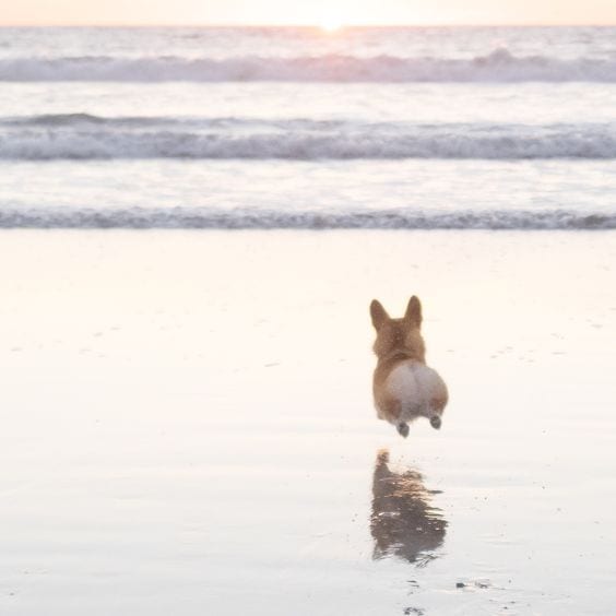 As Happy as a Corgi