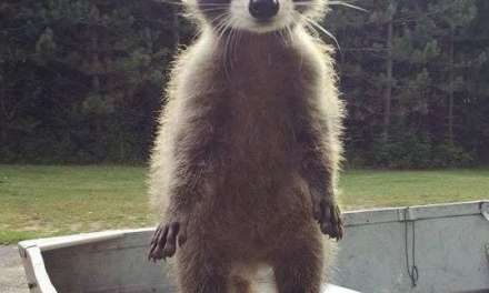 Cute Raccoon