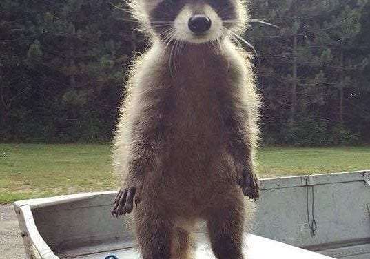 Cute Raccoon