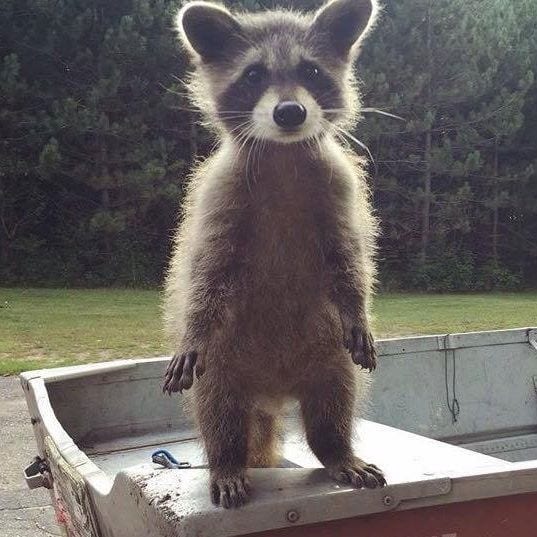 Cute Raccoon