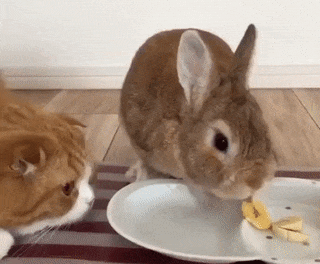 Is Rabbit eatable