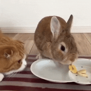 Is Rabbit eatable