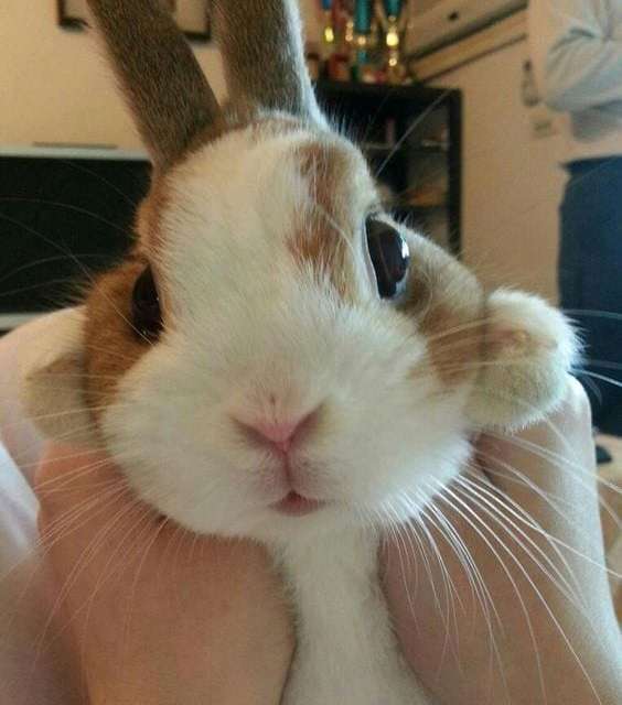 Fluffy Bunny