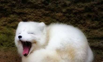 Yawn~