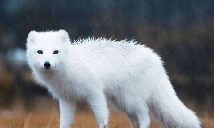 The beautiful white fox