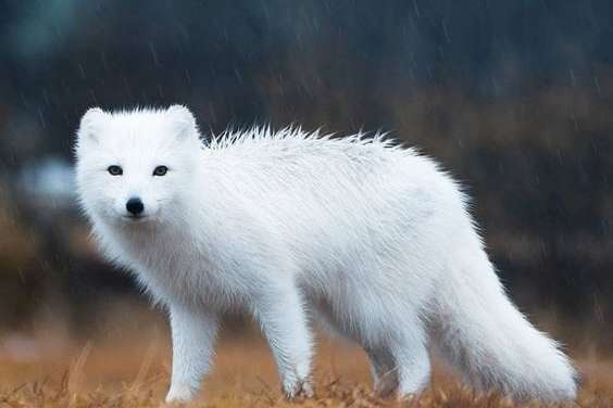 The beautiful white fox
