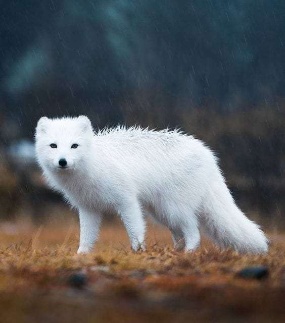 The beautiful white fox