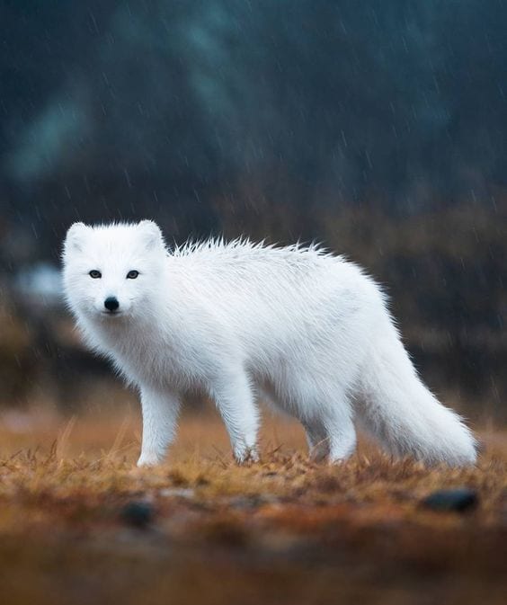 The beautiful white fox Too Cute To Bear