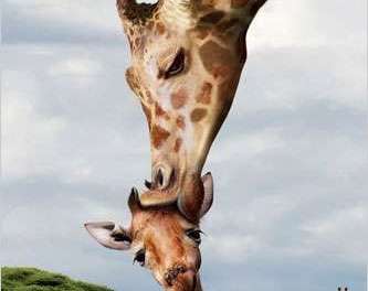 Giraffe Kissing Its Baby