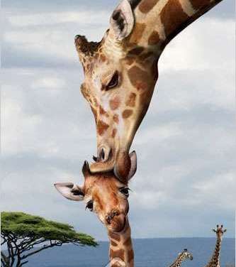 Giraffe Kissing Its Baby