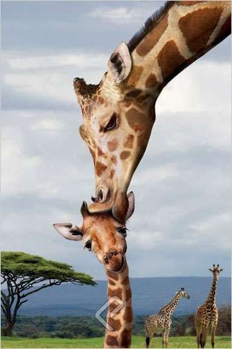 Giraffe Kissing Its Baby