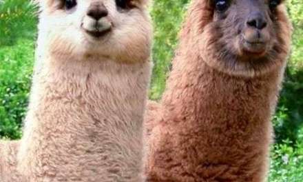 Cute Alpacas