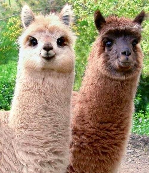 Cute Alpacas