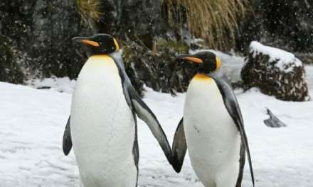 Two Love Birds Out for A Stroll..