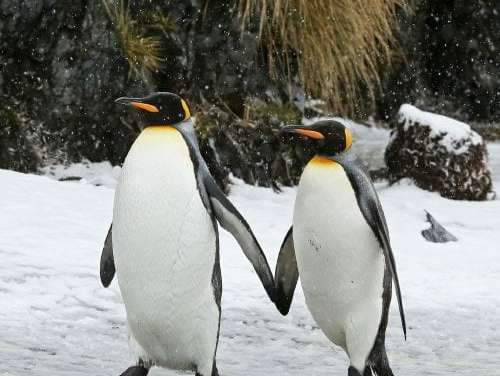 Two Love Birds Out for A Stroll..