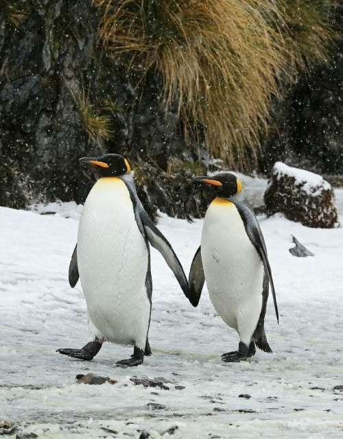 Two Love Birds Out for A Stroll..