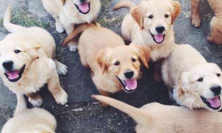 Happy Puppys