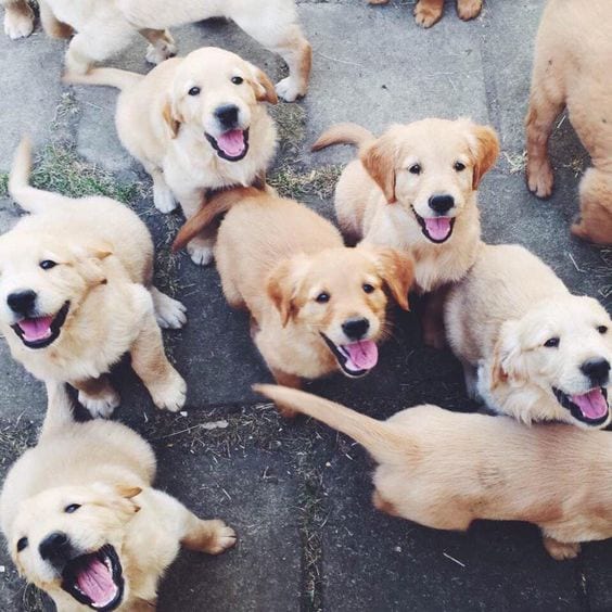 Happy Puppys