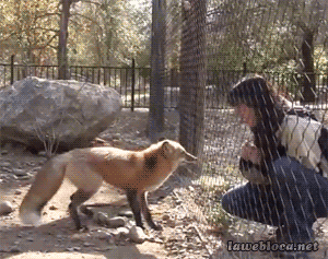 This fox is so happy making new human friend