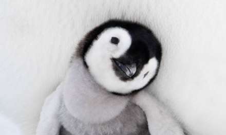 The cute penguin