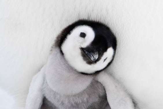 The cute penguin