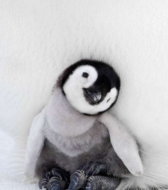 The cute penguin