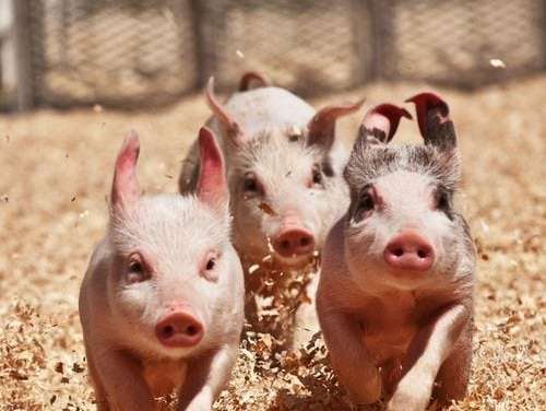 Sweet 3 Little Pigs