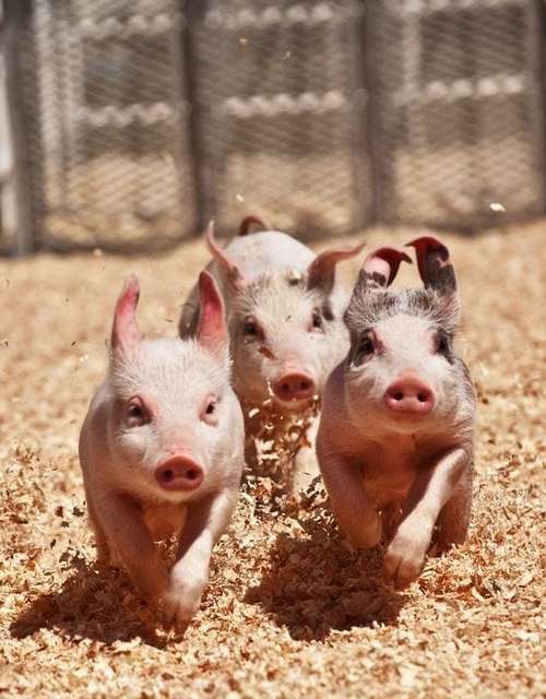Sweet 3 Little Pigs