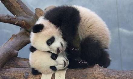 Pile of Pandas