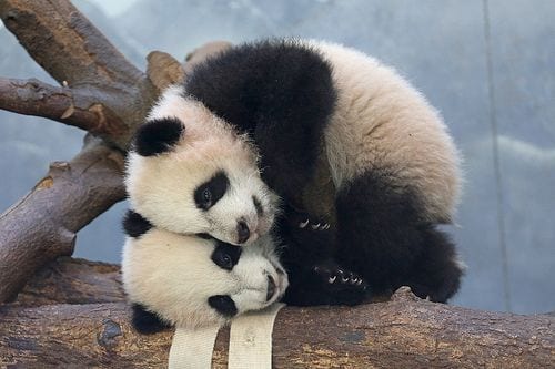 Pile of Pandas