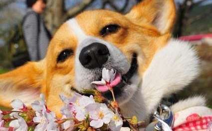 So happy a corgi